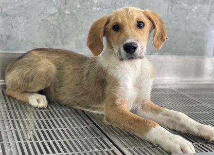 Imilo, geb. ca. 04/2024, lebt in GRIECHENLAND, im städt. Tierheim Serres