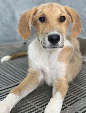 Imilo, geb. ca. 04/2024, lebt in GRIECHENLAND, im städt. Tierheim Serres