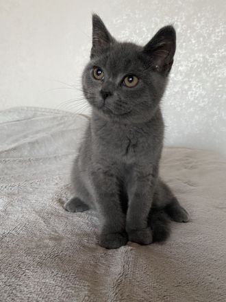 Britisch KurzhaarKitten Blue Point