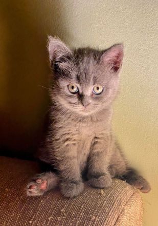 Britisch KurzhaarKitten Blue Point