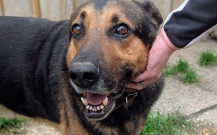 Traumhund Pluto sucht seine Familie