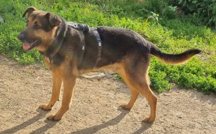 Traumhund Pluto sucht seine Familie