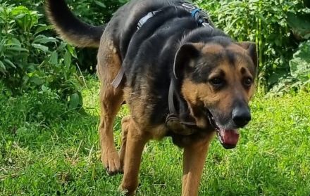 Traumhund Pluto sucht seine Familie