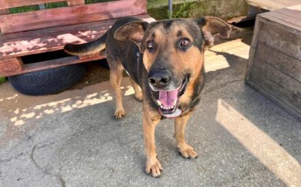 Traumhund Pluto sucht seine Familie