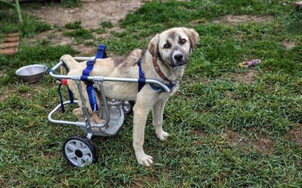 Lotte hofft auf Inklusion in ein liebevolles Zuhause