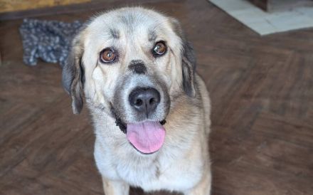 Lotte hofft auf Inklusion in ein liebevolles Zuhause