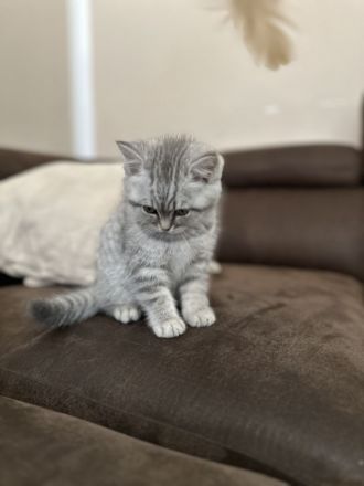 2 BKH und 2 BLH Kitten suchen ein neues Zuhause