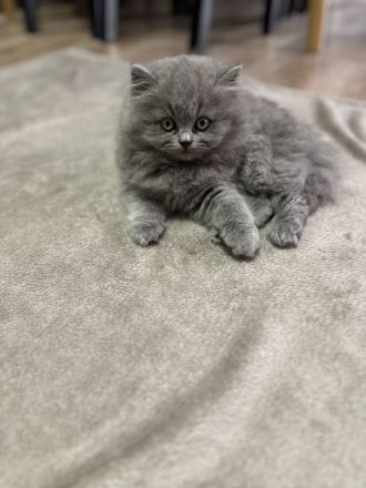 2 BKH und 2 BLH Kitten suchen ein neues Zuhause