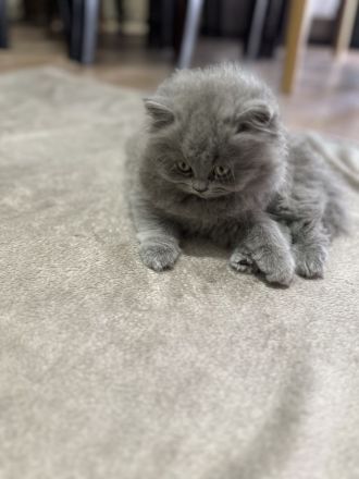 2 BKH und 2 BLH Kitten suchen ein neues Zuhause