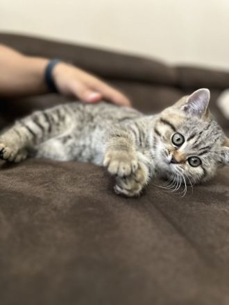 2 BKH und 2 BLH Kitten suchen ein neues Zuhause