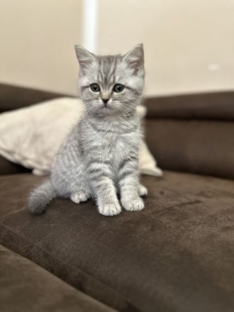 2 BKH und 2 BLH Kitten suchen ein neues Zuhause