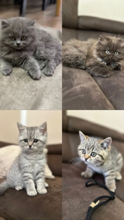 2 BKH und 2 BLH Kitten suchen ein neues Zuhause