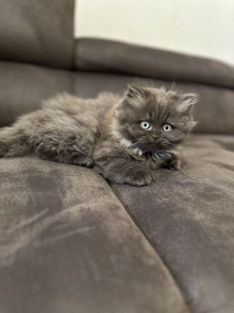 2 BKH und 2 BLH Kitten suchen ein neues Zuhause