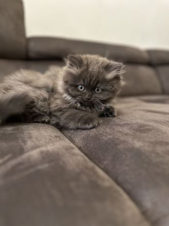 2 BKH und 2 BLH Kitten suchen ein neues Zuhause