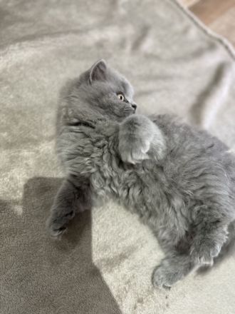 2 BKH und 2 BLH Kitten suchen ein neues Zuhause