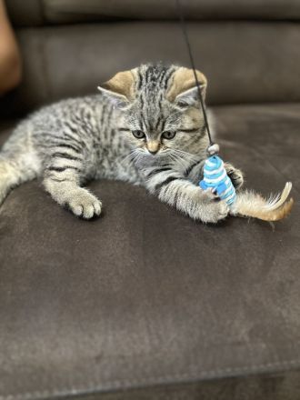 2 BKH und 2 BLH Kitten suchen ein neues Zuhause