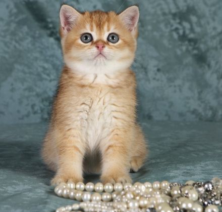 Reinrassige goldene Britisch Kurzhaar (BKH) Kittens. Gesunde, Soziale Kätzchen