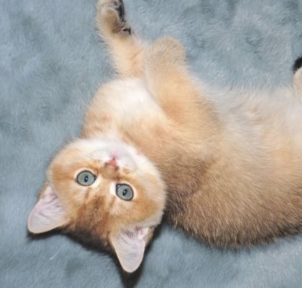 Reinrassige goldene Britisch Kurzhaar (BKH) Kittens. Gesunde, Soziale Kätzchen