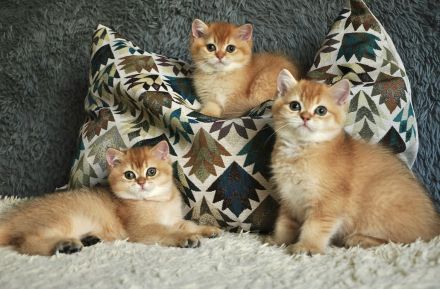 Reinrassige goldene Britisch Kurzhaar (BKH) Kittens. Gesunde, Soziale Kätzchen