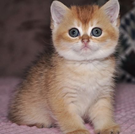 Reinrassige goldene Britisch Kurzhaar (BKH) Kittens. Gesunde, Soziale Kätzchen