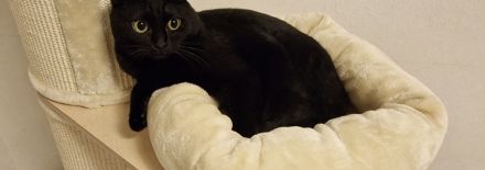 2 ❤️Bkh Mix Kater