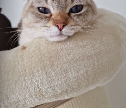 2 ❤️Bkh Mix Kater