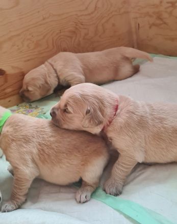 Golden Retriever Welpen
