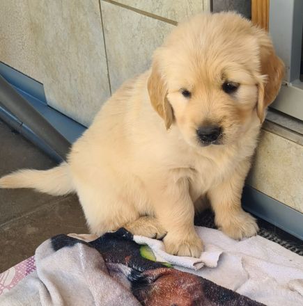 Golden Retriever Welpen