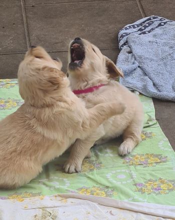 Golden Retriever Welpen