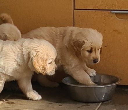 Golden Retriever Welpen