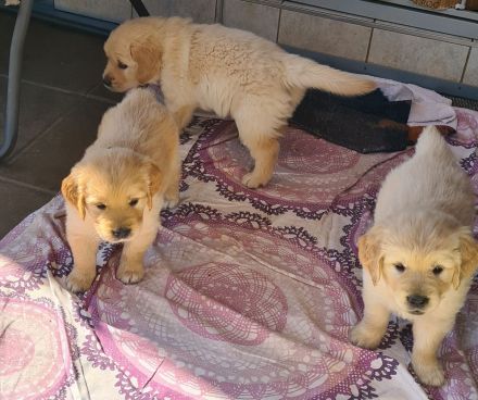 Golden Retriever Welpen