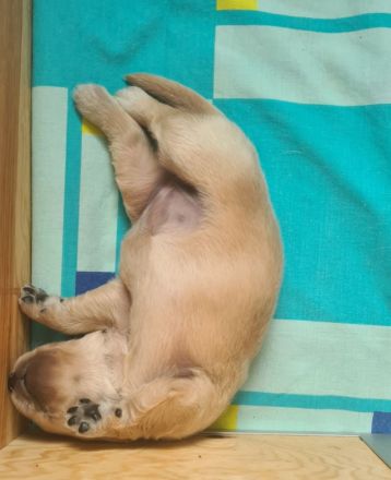 Golden Retriever Welpen