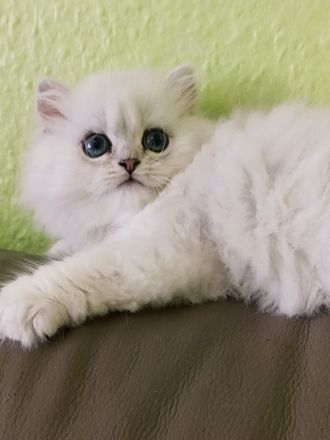 BLH BKH Kitten mit Stammbaum