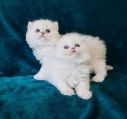 BLH BKH Kitten mit Stammbaum