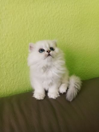 BLH BKH Kitten mit Stammbaum