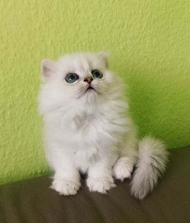 BLH BKH Kitten mit Stammbaum