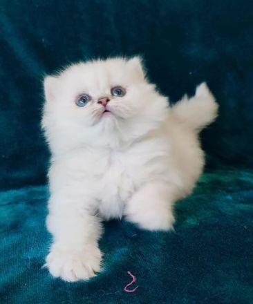 BLH BKH Kitten mit Stammbaum