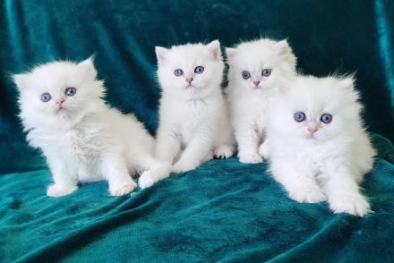 BLH BKH Kitten mit Stammbaum