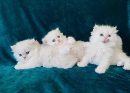 BLH BKH Kitten mit Stammbaum