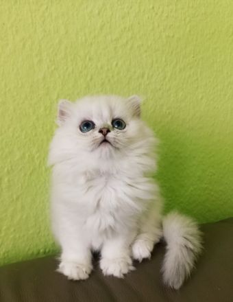 BLH BKH Kitten mit Stammbaum