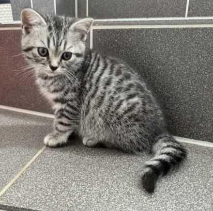 12 Wochen alte Bkh Kätzchen/  Kitten abzugeben