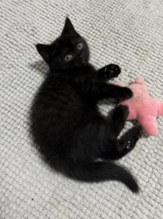 12 Wochen alte Bkh Kätzchen/  Kitten abzugeben