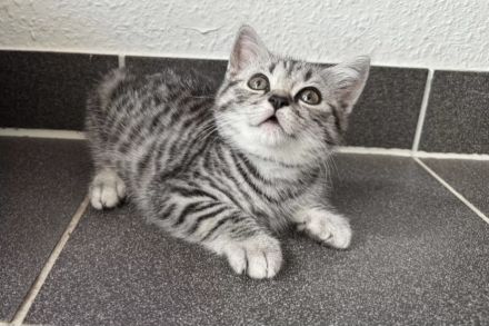 12 Wochen alte Bkh Kätzchen/  Kitten abzugeben