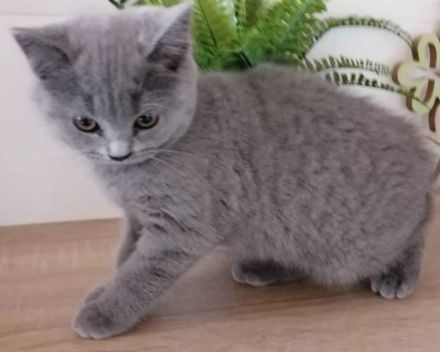 12 Wochen alte Bkh Kätzchen/  Kitten abzugeben