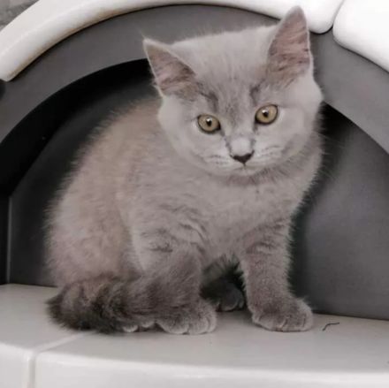 12 Wochen alte Bkh Kätzchen/  Kitten abzugeben