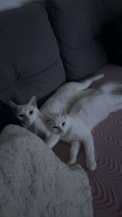 Katzen suchen dringend neues Zuhause