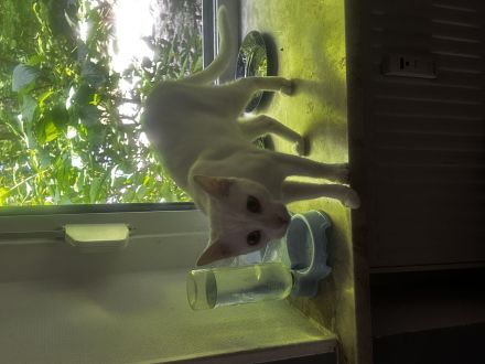 Katzen suchen dringend neues Zuhause