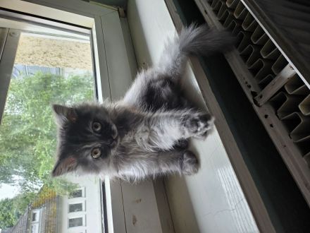 BLH kitten Abgabebereit