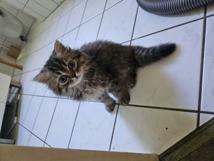 BLH kitten Abgabebereit