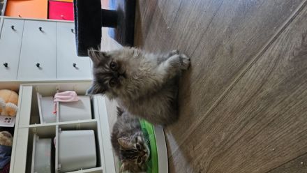 BLH kitten Abgabebereit